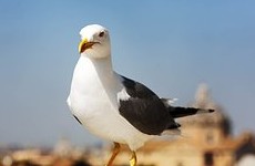 Чайку реанимировали во время футбольного матча в Стамбуле - «ФУТБОЛ»